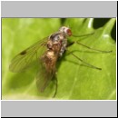 Chrysopilus cristatus - Schnepfenfliege w01a.jpg